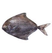 Black-Pomfret-Small-1Kg